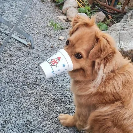 Διαμέρισμα Adlerhorst